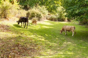 Naklejka na ściany i meble cows grazing in the chestnut grove of el tiemblo in avila, spain