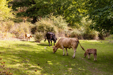 cows grazing in the chestnut grove of el tiemblo in avila, spain