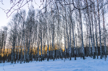 Birch grove in the forest in winter. Trees with fallen leaves in the cold period of time. View of...