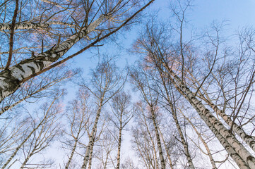Birch grove in the forest in winter. Trees with fallen leaves in the cold period of time. View of the trees in the forest. The crowns of trees without leaves.