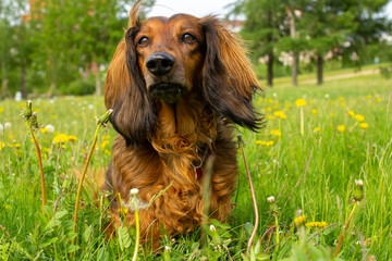 Red long haired dachshund dog on green grass on summer time