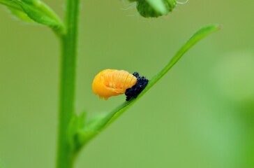 テントウムシの蛹
