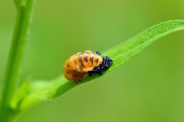 テントウムシの蛹