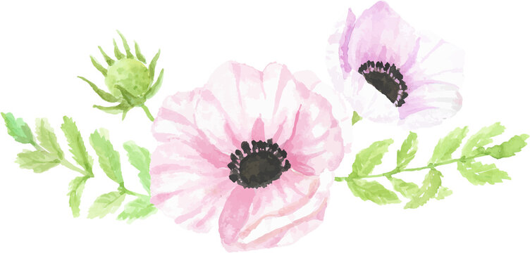 watercolor hand drawn anemone flower bouquet
