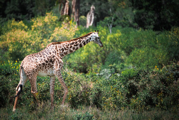 Naklejka na ściany i meble gehende Giraffe in Afrika