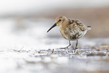 Dunlin (Calidris alpina) foraging during fall migration on the beach.