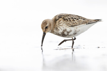 Dunlin (Calidris alpina) foraging during fall migration on the beach.