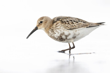 Dunlin (Calidris alpina) foraging during fall migration on the beach.