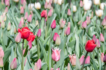 Obraz premium tulips in the garden
