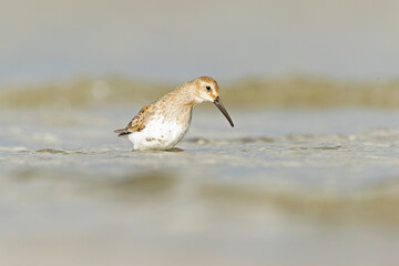 Dunlin (Calidris alpina) foraging during fall migration on the beach.
