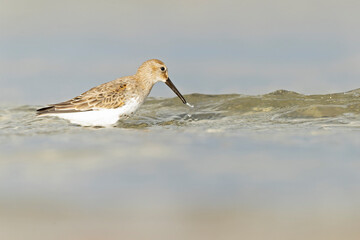 Dunlin (Calidris alpina) foraging during fall migration on the beach.