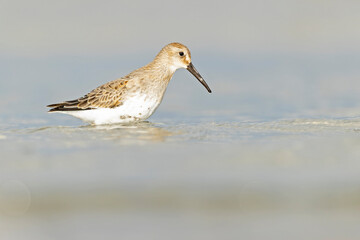 Dunlin (Calidris alpina) foraging during fall migration on the beach.