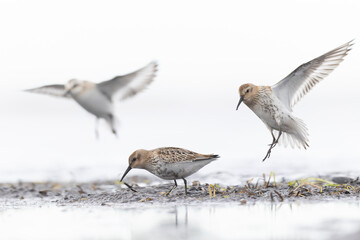 Dunlin (Calidris alpina) foraging during fall migration on the beach.