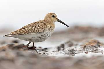 Dunlin (Calidris alpina) foraging during fall migration on the beach.