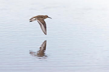 Fototapeta na wymiar A dunlin (Calidris alpina) in flight during fall migration on the beach.