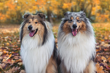 Two dogs of the collie breed on the background of the autumn park.