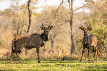 two young male lowland nyala ( Tragelaphus angasii) staring in the camera, Sabi Sands Game Reserve, South Africa.