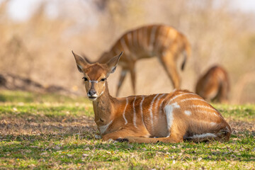Female lowland nyala ( Tragelaphus angasii) lying down, Sabi Sands Game Reserve, South Africa.