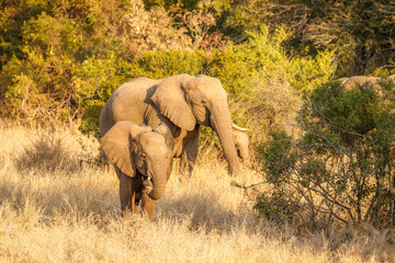 Fototapeta premium Herd of elephant with calf (Loxodonta africana) feeding, Sabi Sands Game Reserve, South Africa.
