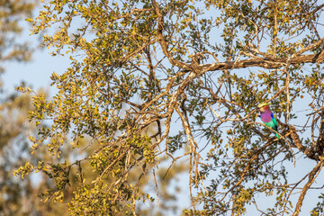 Lilac-breasted roller (Coracias caudatus) with a colorful plumage, Sabi Sands Game Reserve, South Africa.