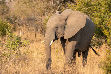 Young elephant (Loxodonta africana) feeding, Sabi Sands Game Reserve, South Africa.