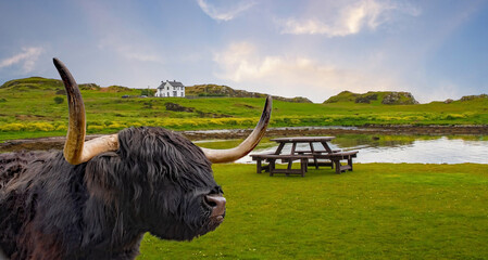 Schottisches Hochlandrind oder  Highland Cattle oder Kyloe  Schottland  atemberaubende Landschaft,...