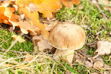 Steinpilz Fichtensteinpilz draußen Wald Fichtenwald 