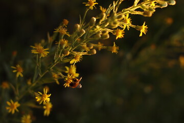 Fototapeta na wymiar Wild flowers in the countryside