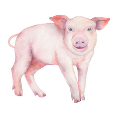 Transparent Background Pink pig Illustration Png. Transparent Clipart Image of watercolor piglet ready-to-use for site, article, prints. Chinese Zodiac animals © Alena Solonshchikova