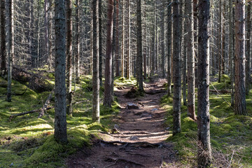 A hiking trail through a Finnish pine forest with the sun shining from between the trees. Repovesi National Park in Kouvola, Finland.