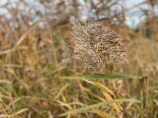reeds in the wind