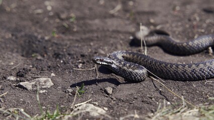 Venomous adder viper snake (Vipera berus) attack and bite