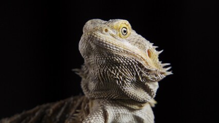 Pogona Vitticeps, bearded dragon, macro