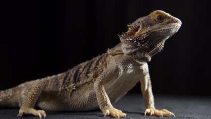 bearded dragon on ground with dark background
