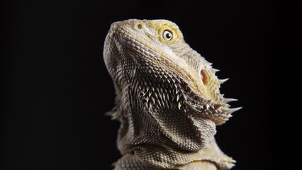 bearded dragon on ground with dark background