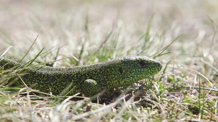 European green lizard (Lacerta viridis) in the grass, Croatia