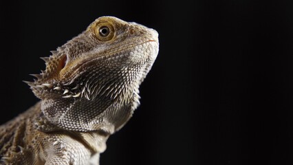 Process of feeding of bearded agama dragon with insect cockroach at home on carpet.