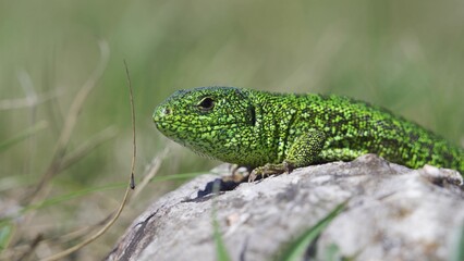 Male of European green lizard (Lacerta viridis) on the stone with green backround
