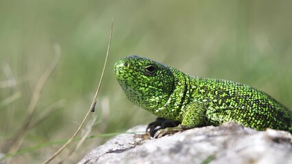 sand lizard in the sun close up