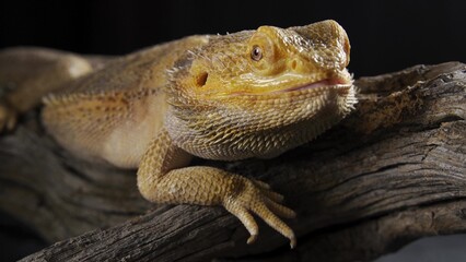 Pogona Vitticeps or Bearded Dragon, close-up shot. A large lizard sits and listening carefully