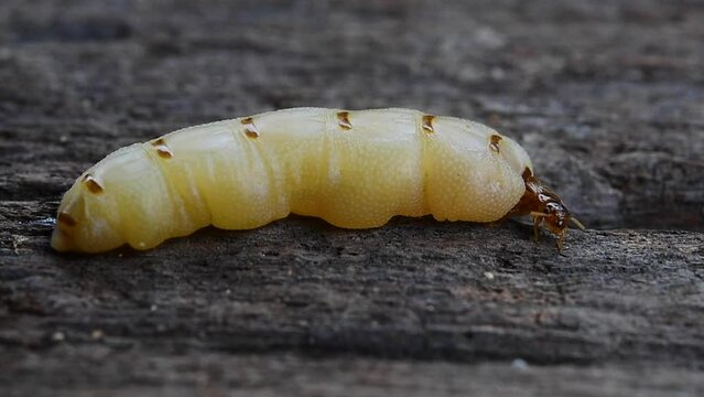 Termite mother queen white ant the one that will spawn her retinue on an old wooden floor ready to be destroyed.
