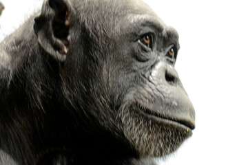 チンパンジー