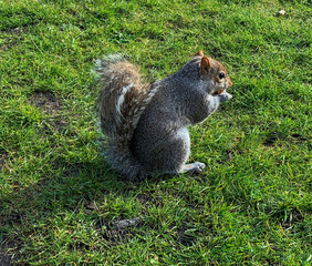 Small squirrel sitting and eating in grass