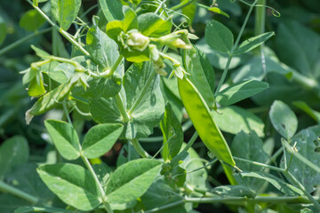 Obraz premium Image of a young pea plant with pods