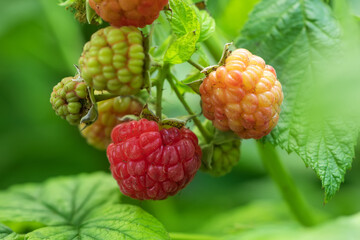 branch of ripe raspberries in a garden