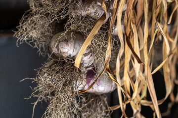 Garlic in bundles dried under roof of rural house. Organic product widely used in different nation kitchen and medicine.