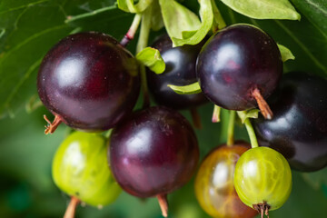 Josta berries of a hybrid of blackcurrant and gooseberry on the branches of a bush in the early morning.