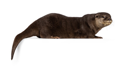 Cute young Asian small clawed otter aka Aonyx cinerea, standing side ways on edge. Looking towards camera. isolated on a white background.