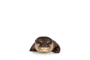 Head shot of cute young Asian small clawed otter aka Aonyx cinerea, standing behind edge. Looking...