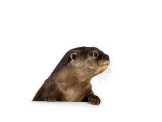 Head shot of cute young Asian small clawed otter aka Aonyx cinerea, standing behind edge. Looking side ways showing profile. Isolated on a white background.